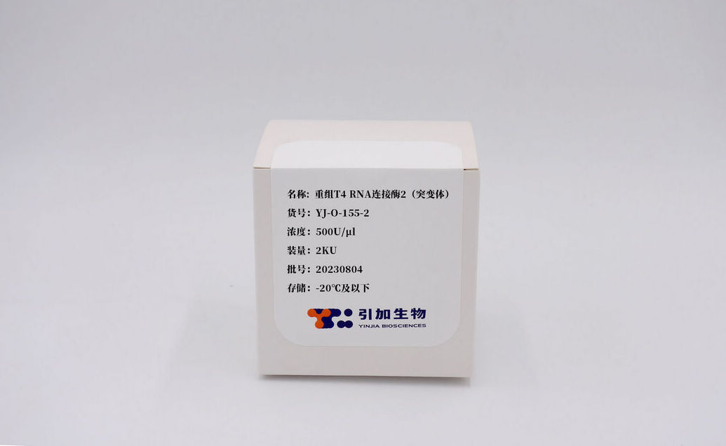 重組 T4 RNA 連接酶2(突變體)